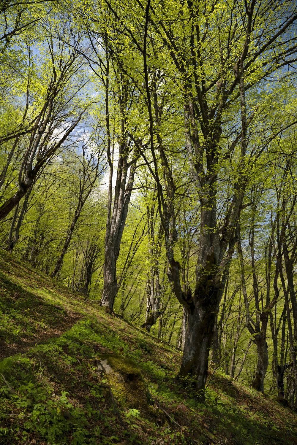 Light falling through the beech forest on the slopes of Khustup