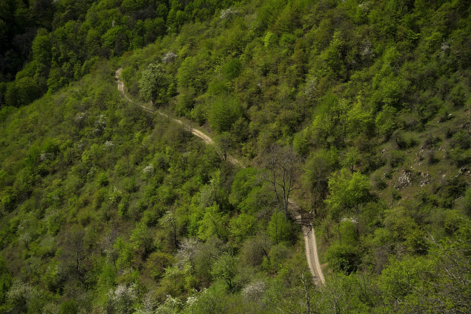 Forest path winding down a green slope